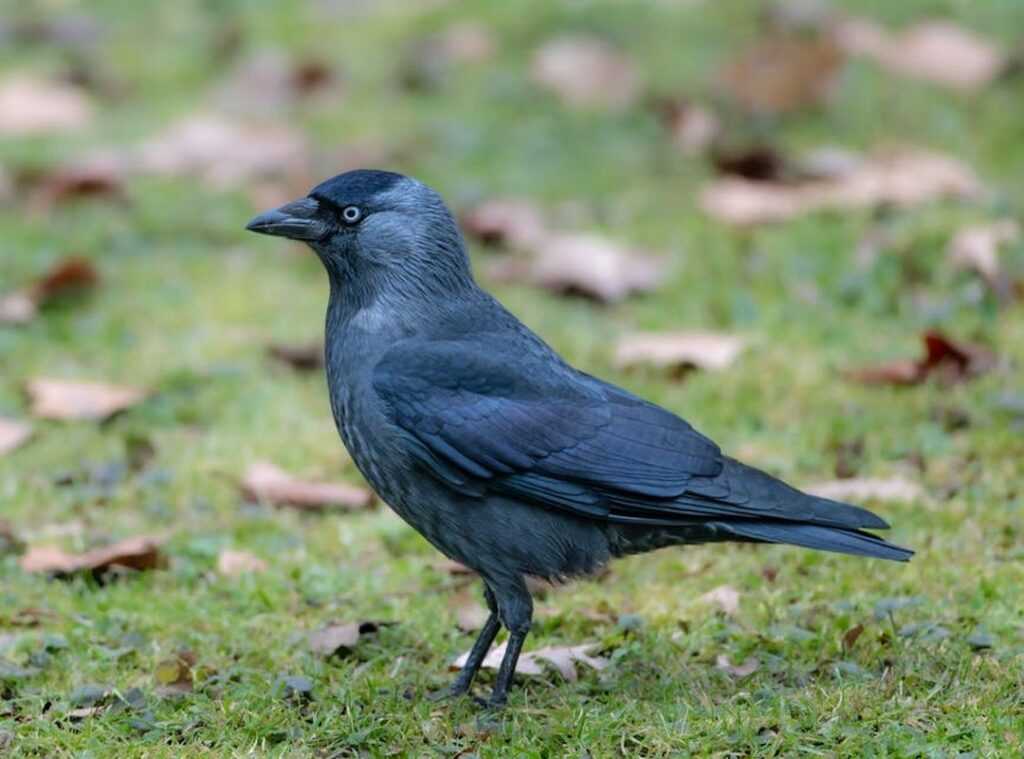 lyra crow tits